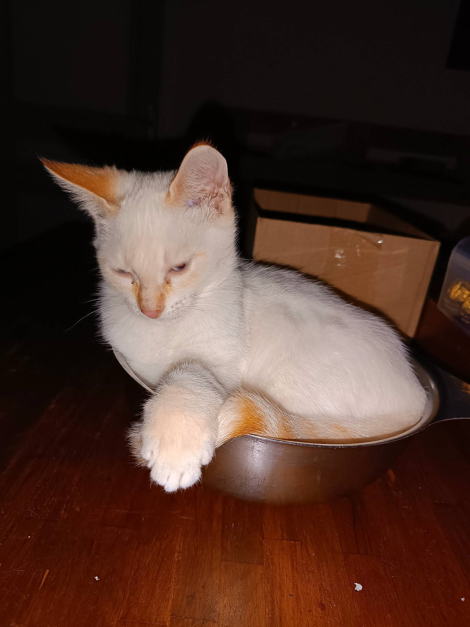 Serge participe au concours pour gagner de l'argent avec cette photo : carnivore, cat, claw, comfort, domestic_short_haired_cat, fawn, felidae, flooring, fur, hardwood, paw, small_to_medium_sized_cats, snout, tail, whiskers, wood