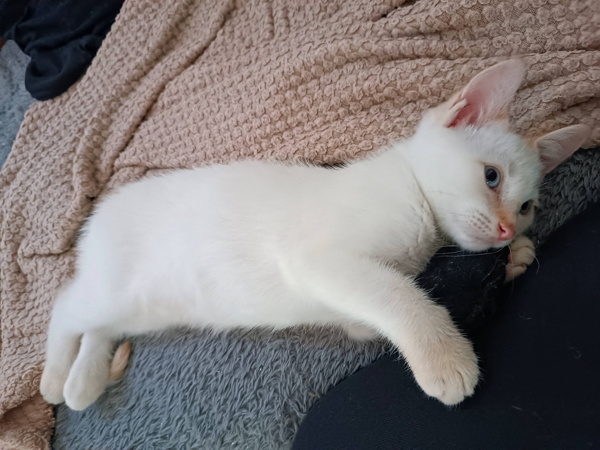 Serge a rejoint le concours — aidez-le/la à gagner de superbes lots ! carnivore, cat, claw, comfort, domestic_short_haired_cat, ear, eye, fawn, felidae, fur, paw, small_to_medium_sized_cats, snout, tail, terrestrial_animal, whiskers