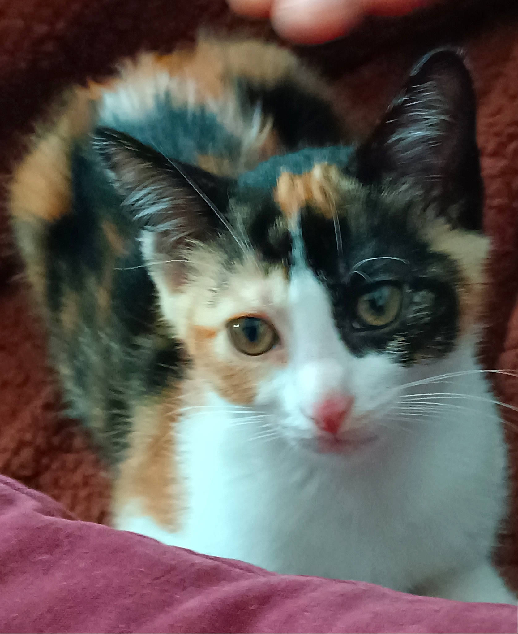 Pépette a rejoint le concours — aidez-le/la à gagner de superbes lots ! art, carnivore, cat, domestic_short_haired_cat, felidae, fur, grass, paw, small_to_medium_sized_cats, tail, tree, whiskers, window