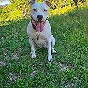 Una a rejoint le concours — aidez-le/la à gagner de superbes lots ! dog, white_coat, tongue_out, collar, tag, grass, trees, outdoor, nature, park, happy, pet, canine, sitting, portrait, smile, paws, ears, daylight, greenery