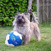 Maya a rejoint le concours — aidez-le/la à gagner de superbes lots ! dog, soccer_ball, grass, outdoor, pet, fence, leafy_bushes, playful, animal, fur, paw, collar, garden, tree_trunk, toy, canine, nature, summer, greenery, sport