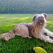 Wana a rejoint le concours — aidez-le/la à gagner de superbes lots ! dog, grass, toy, outdoor, pet, happy, sunlight, greenery, fur, tongue, playful, backyard, hedge, animal, nature, resting, canine, summer, garden, cute