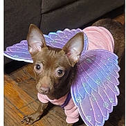 Minnie is registered to the contest to win money with this photo: dog, small_dog, brown_dog, pet, costume, fairy_wings, purple_wings, pink_outfit, indoor, wooden_floor, curious_eyes, ears_up, animal, cute, dress_up, domestic_animal, looking_up, floor, mammal, adorable