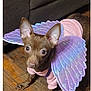 dog, small_dog, brown_dog, pet, costume, fairy_wings, purple_wings, pink_outfit, indoor, wooden_floor, curious_eyes, ears_up, animal, cute, dress_up, domestic_animal, looking_up, floor, mammal, adorable