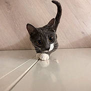 Mia a rejoint le concours — aidez-le/la à gagner de superbes lots ! cat, kitten, tuxedo_cat, whiskers, paw, big_eyes, reflection, indoor, wood_floor, floor, curious, close_up, portrait, pet, animal, feline, cute, sitting, tail, white_paws