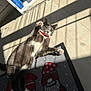 cat, pet, grey_cat, white_markings, red_collar, paw, whiskers, indoor, sunlight, shadows, rug, wood_floor, bookshelf, book, cozy, lying_down, looking_up, playful, portrait, relaxed