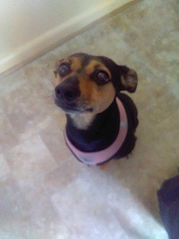 Jazzy joined the competition — help win amazing prizes! brazilian_terrier, canidae, carnivore, dachshund, dog, dog_breed, fawn, german_shepherd_dog, mammal, nose, puppy