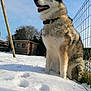 Malko a rejoint le concours — aidez-le/la à gagner de superbes lots ! dog, husky, snow, outdoor, pet, animal, winter, fence, wooden_shed, sky, paw_prints, collar, grass, tree, sunlight, nature, canine, fur, sitting, tongue_out
