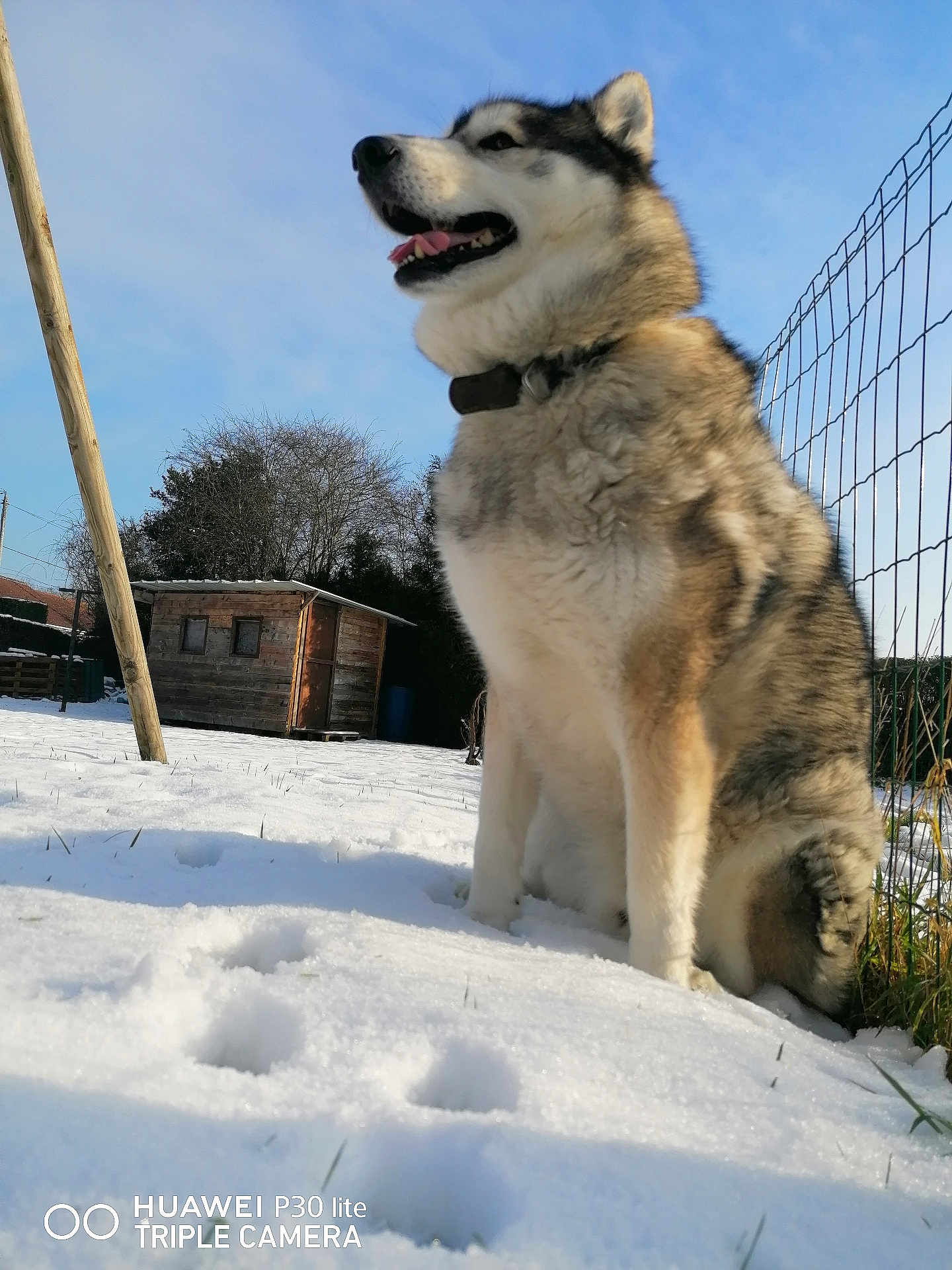 Malko a rejoint le concours — aidez-le/la à gagner de superbes lots ! dog, husky, snow, outdoor, pet, animal, winter, fence, wooden_shed, sky, paw_prints, collar, grass, tree, sunlight, nature, canine, fur, sitting, tongue_out