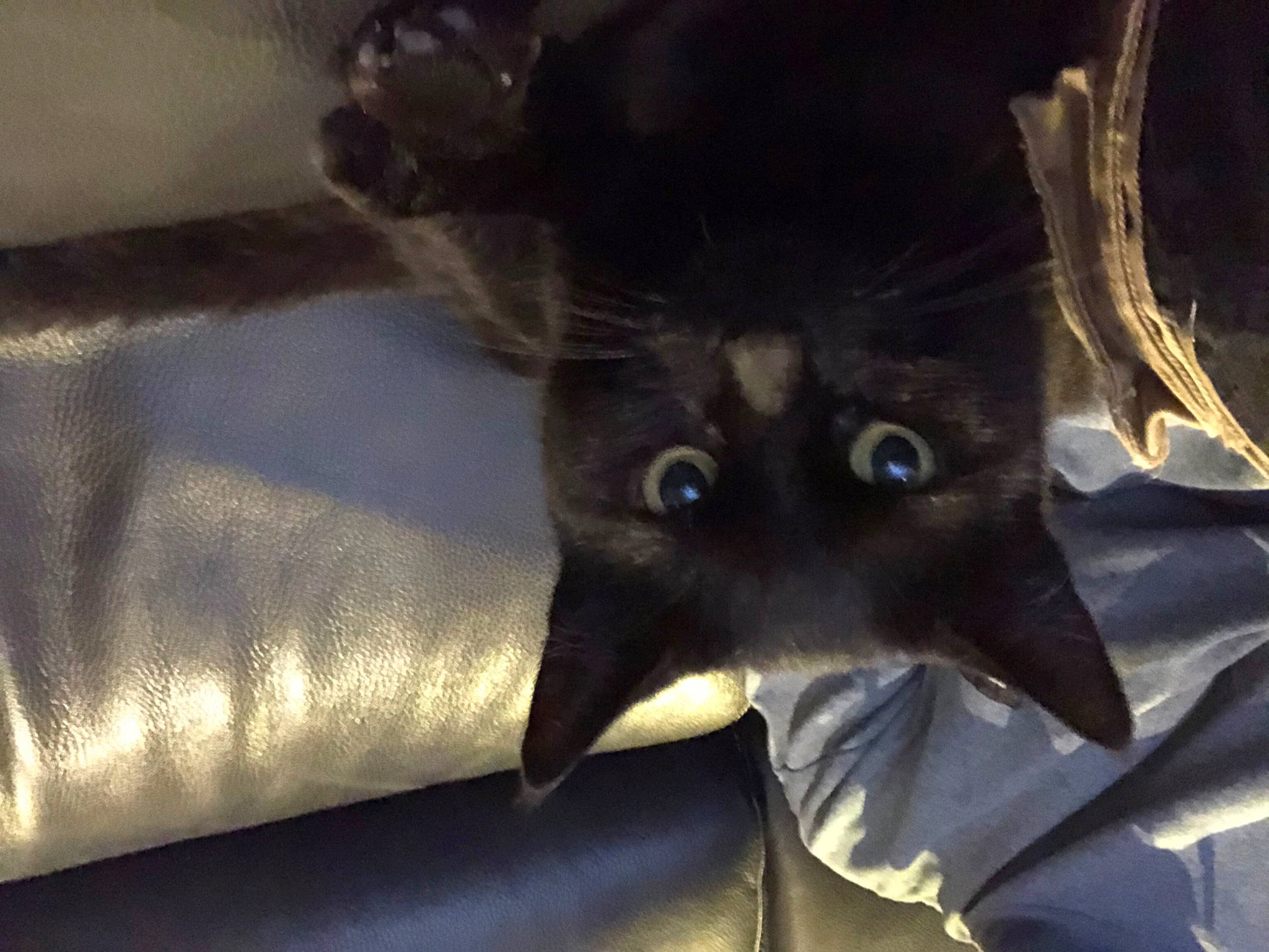 Baguera a rejoint le concours — aidez-le/la à gagner de superbes lots ! balinese, bat, black_cat, bombay, canidae, carnivore, cat, claw, comfort, dog_breed, domestic_short_haired_cat, ear, fawn, felidae, fur, havana_brown, small_to_medium_sized_cats, tail, tonkinese, whiskers