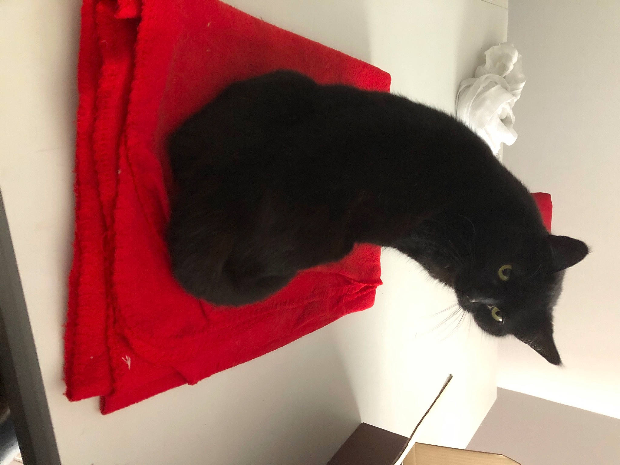 Baguera a rejoint le concours — aidez-le/la à gagner de superbes lots ! black_cat, bombay, carmine, carnivore, cat, cat_supply, comfort, domestic_short_haired_cat, felidae, fur, linens, plant, rectangle, room, small_to_medium_sized_cats, snout, tail, tints_and_shades, whiskers