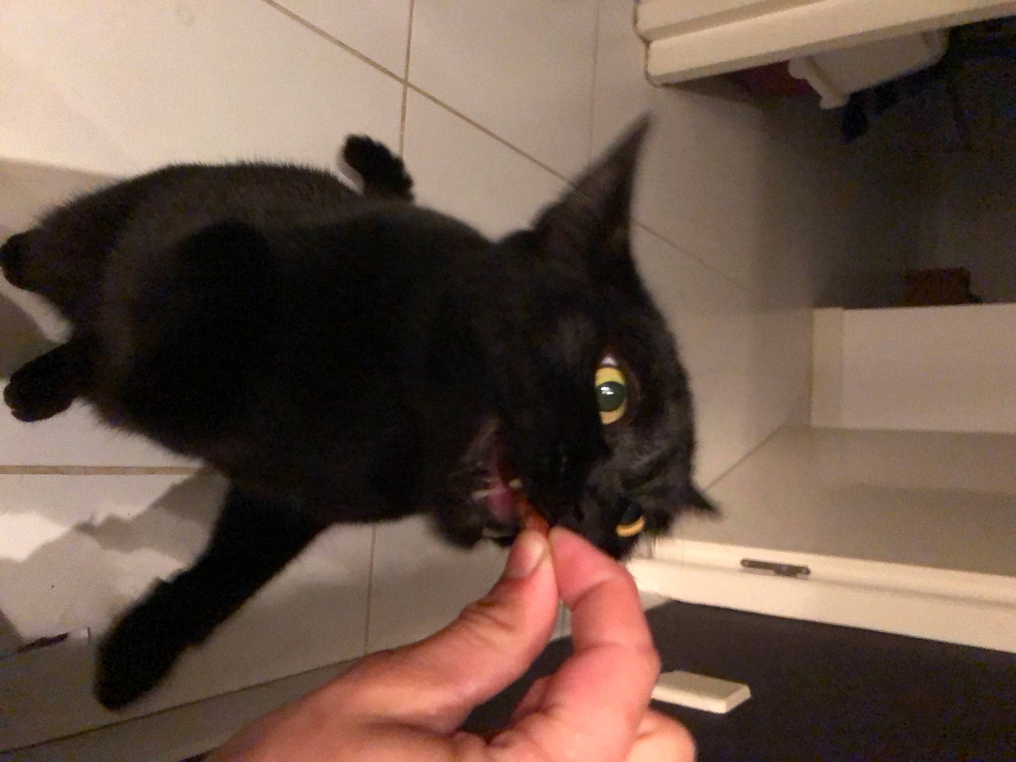 Baguera participe au concours pour gagner de l'argent avec cette photo : black_cat, bombay, carnivore, cat, claw, domestic_short_haired_cat, ear, felidae, flooring, fur, gesture, nail, small_to_medium_sized_cats, snout, tail, terrestrial_animal, thumb, whiskers