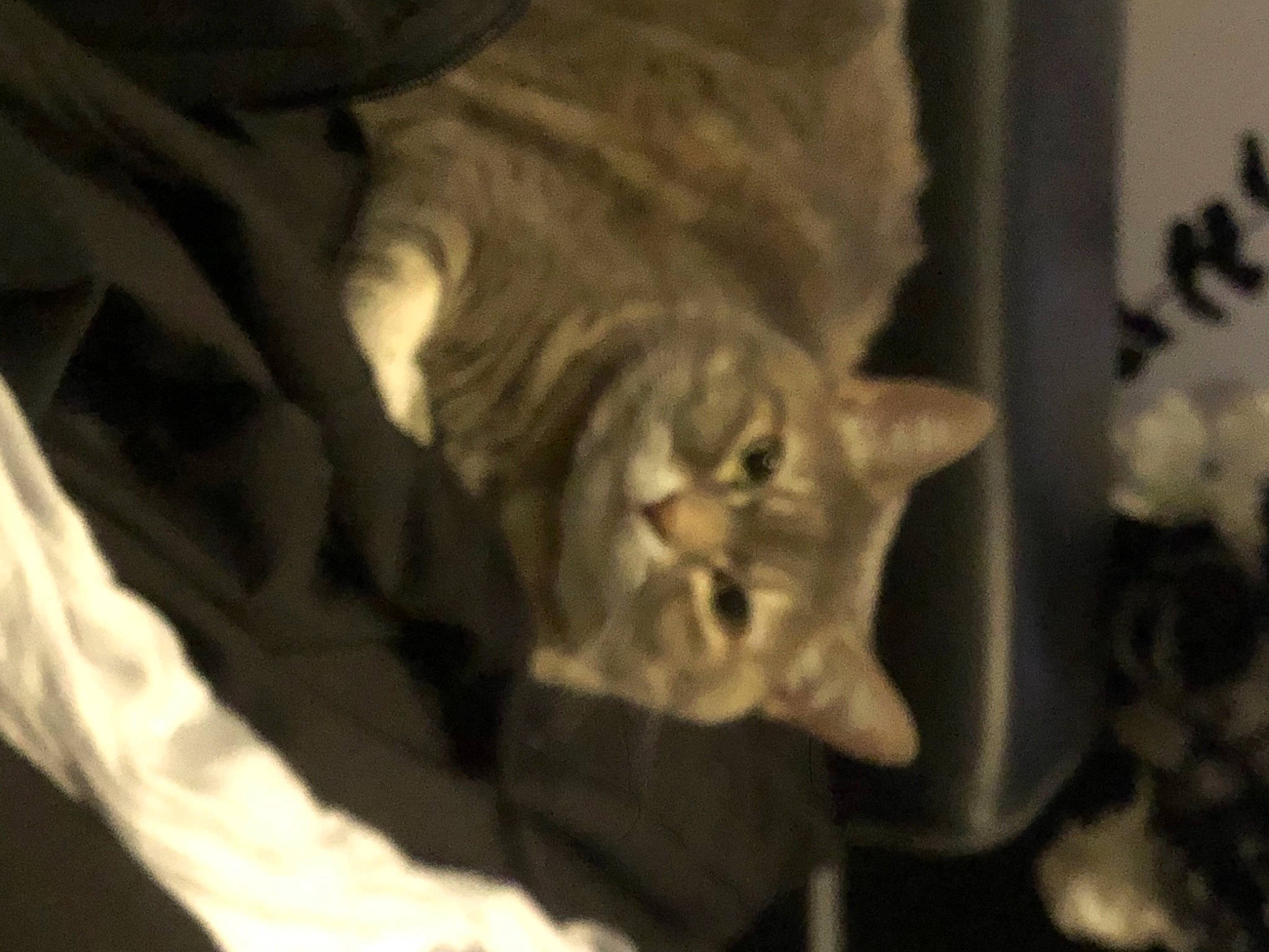 Ibiza participe au concours pour gagner de l'argent avec cette photo : carnivore, cat, claw, comfort, darkness, domestic_short_haired_cat, ear, felidae, fur, linens, monochrome, monochrome_photography, paw, room, small_to_medium_sized_cats, snout, tail, whiskers, wildlife, window