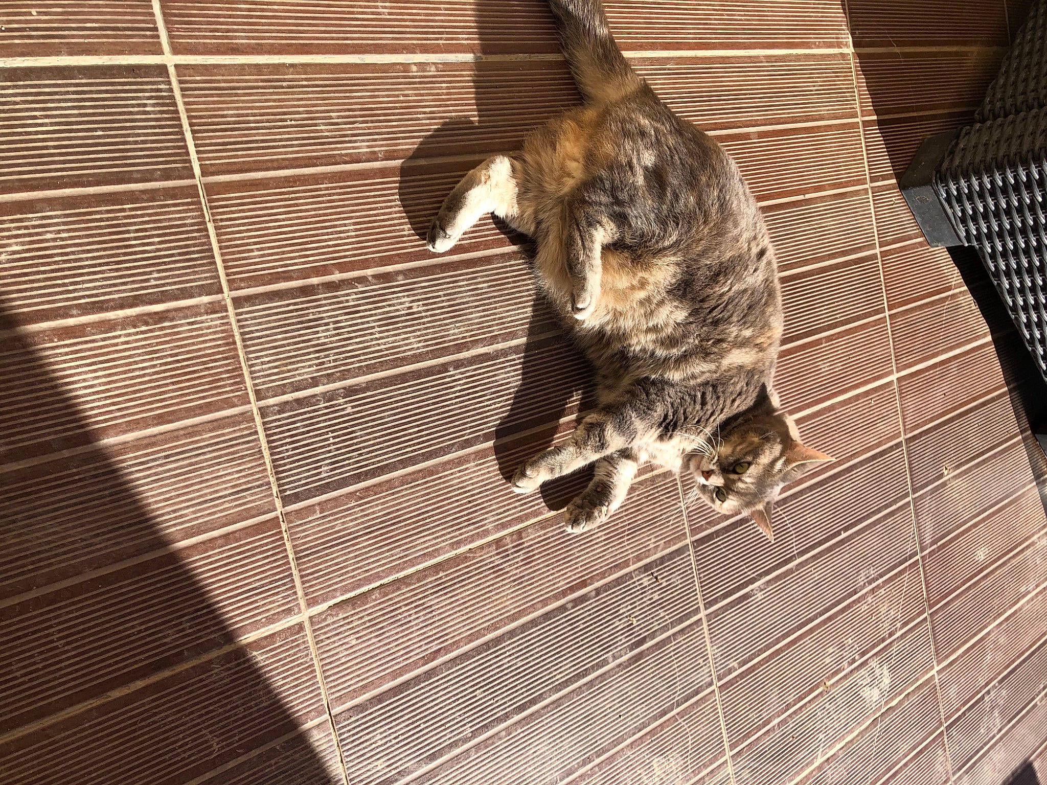 Ibiza participe au concours pour gagner de l'argent avec cette photo : animal_shelter, cage, canidae, carnivore, dog_breed, domestic_short_haired_cat, fawn, felidae, floor, flooring, fur, hardwood, line, pattern, small_to_medium_sized_cats, snout, sporting_group, tail, whiskers, wood