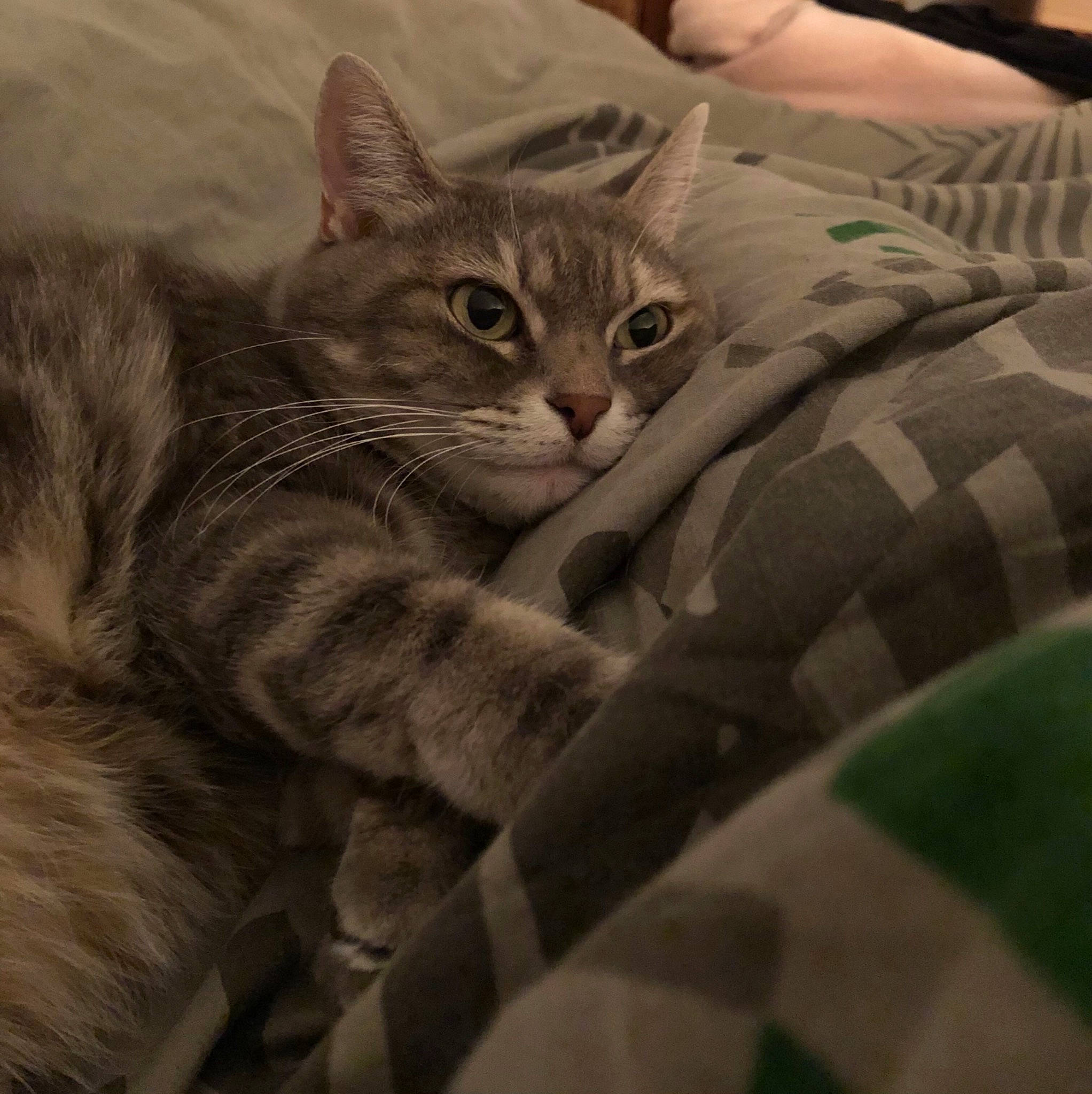 Ibiza a rejoint le concours — aidez-le/la à gagner de superbes lots ! bed, bedding, carnivore, cat, claw, comfort, domestic_short_haired_cat, felidae, fur, gesture, grey, linens, mammal, nap, paw, sitting, small_to_medium_sized_cats, tail, whiskers, wildlife