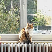 Bella participe au concours pour gagner de l'argent avec cette photo : cat, cat_like_mammal, home, house, small_to_medium_sized_cats, window