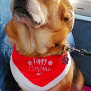 Laïka a rejoint le concours — aidez-le/la à gagner de superbes lots ! dog, pet, bandana, red, white, christmas, holiday, indoor, couch, mat, fur, collar, leash, brown, cute, animal, portrait, sitting, decor, festive