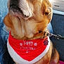 dog, pet, bandana, red, white, christmas, holiday, indoor, couch, mat, fur, collar, leash, brown, cute, animal, portrait, sitting, decor, festive