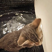 Leya participe au concours pour gagner de l'argent avec cette photo : bath_mat, bathroom, bathtub, cat, close_up, curious, domestic_animal, ear, fur, human_leg, indoor, kitten, pet, reflection, rubber_mat, tile, top_down, water, wet, whiskers