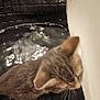 bath_mat, bathroom, bathtub, cat, close_up, curious, domestic_animal, ear, fur, human_leg, indoor, kitten, pet, reflection, rubber_mat, tile, top_down, water, wet, whiskers