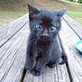 black_kitten, kitten, cat, animal, outdoor, wooden_table, curious, wide_eyes, fur, pet, nature, grass, tree, young, small, cute, sitting, portrait, daylight, playful