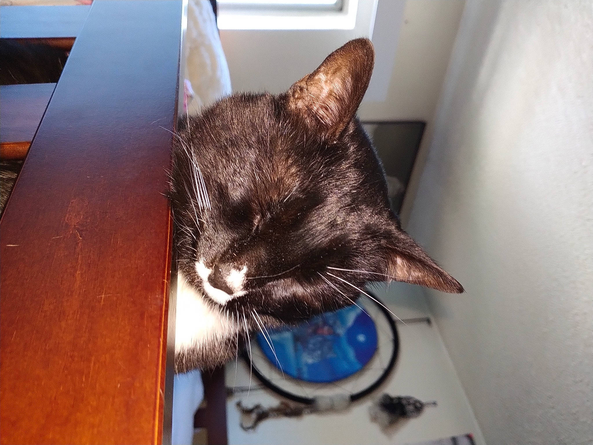 Hope is registered to the contest to win money with this photo: black_cat, box, carnivore, cat, cat_supply, comfort, domestic_short_haired_cat, electric_blue, felidae, flooring, fur, hardwood, pet_supply, room, scale, small_to_medium_sized_cats, snout, tail, whiskers, wood