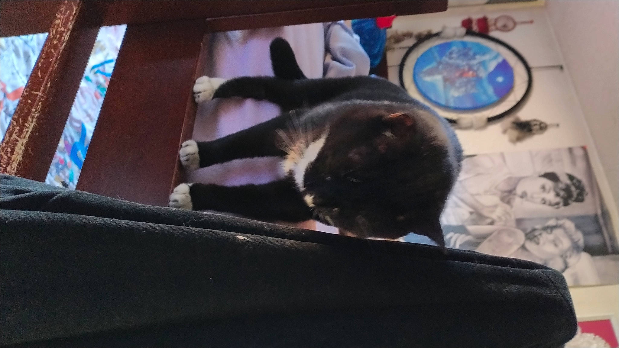 Hope is registered to the contest to win money with this photo: black_cat, canidae, carnivore, cat, comfort, domestic_short_haired_cat, felidae, fur, hardwood, lap, paw, small_to_medium_sized_cats, sporting_group, tail, whiskers, wood