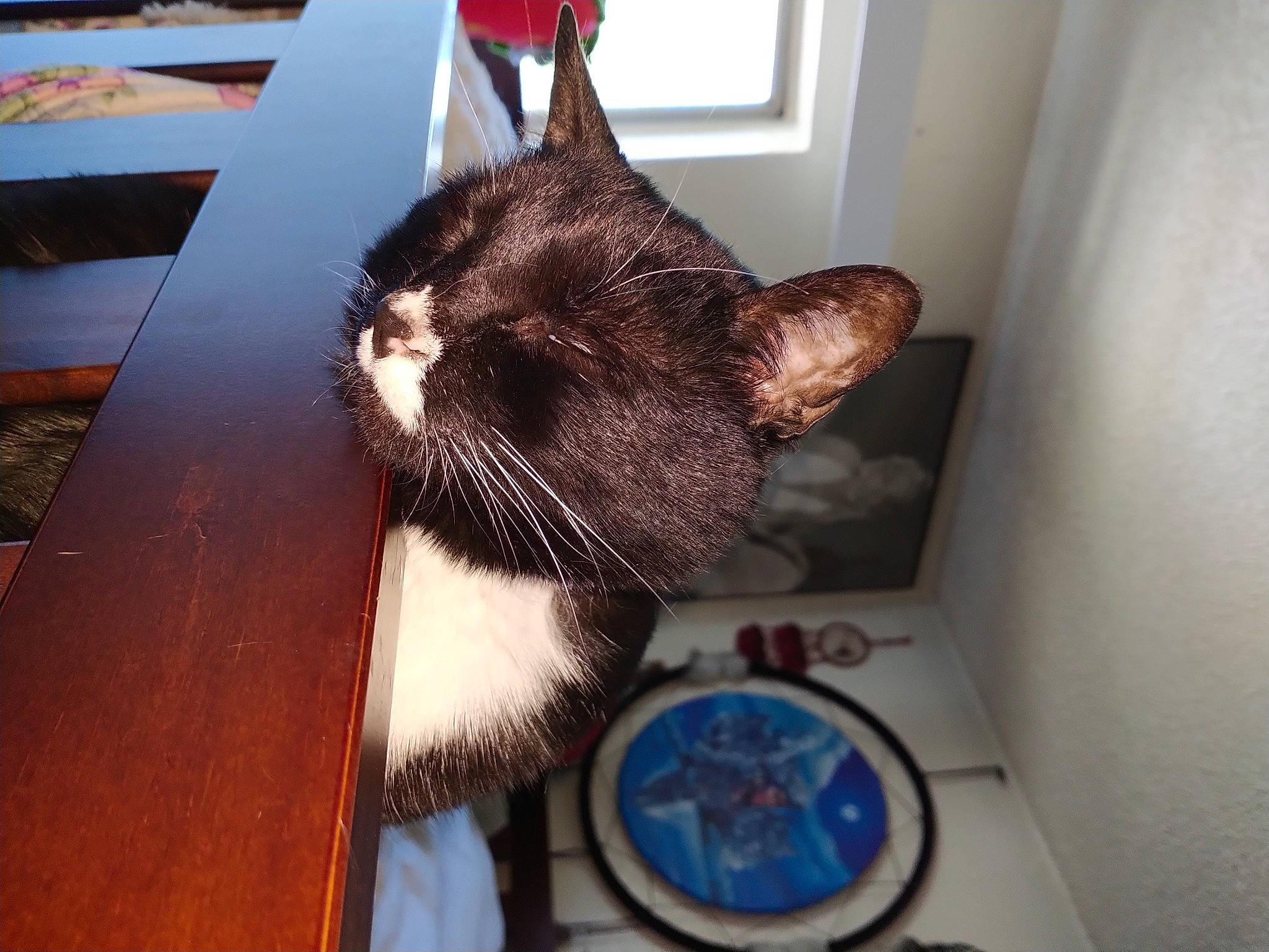 Hope joined the competition — help win amazing prizes! black_cat, carnivore, cat, clock, comfort, domestic_short_haired_cat, electric_blue, felidae, flooring, fur, plant, room, small_to_medium_sized_cats, snout, table, tail, watch, whiskers, window, wrist