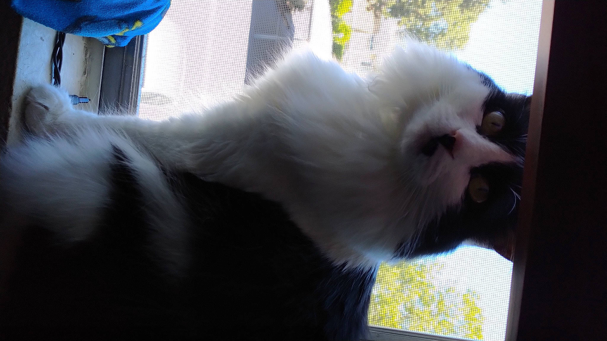 Nala is registered to the contest to win money with this photo: canidae, carnivore, cat, companion_dog, fawn, felidae, fur, small_to_medium_sized_cats, tail, terrestrial_animal, whiskers, window