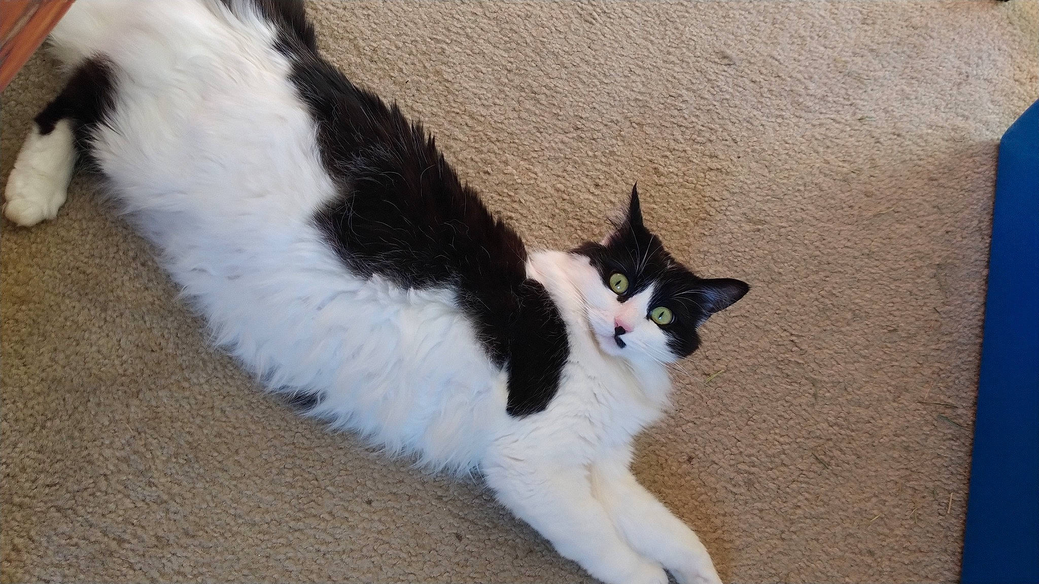 Nala joined the competition — help win amazing prizes! art, carnivore, cat, claw, domestic_short_haired_cat, felidae, foot, fur, paw, road_surface, sand, shadow, small_to_medium_sized_cats, snout, tail, whiskers