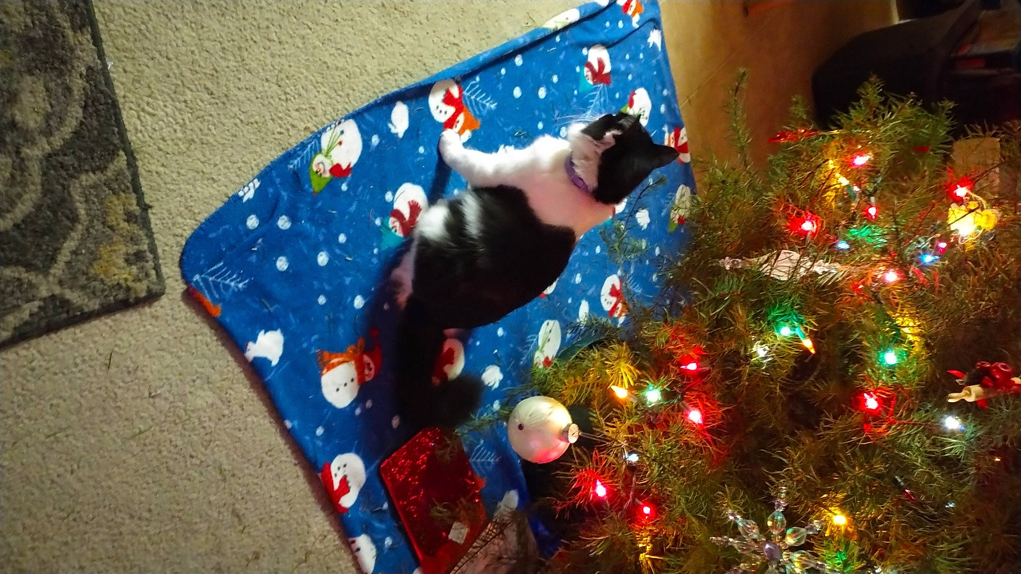 Nala is registered to the contest to win money with this photo: carnivore, cat, christmas, christmas_decoration, christmas_eve, christmas_lights, christmas_ornament, christmas_tree, conifer, event, evergreen, felidae, fun, holiday, holiday_ornament, ornament, plant, tail, tradition, tree