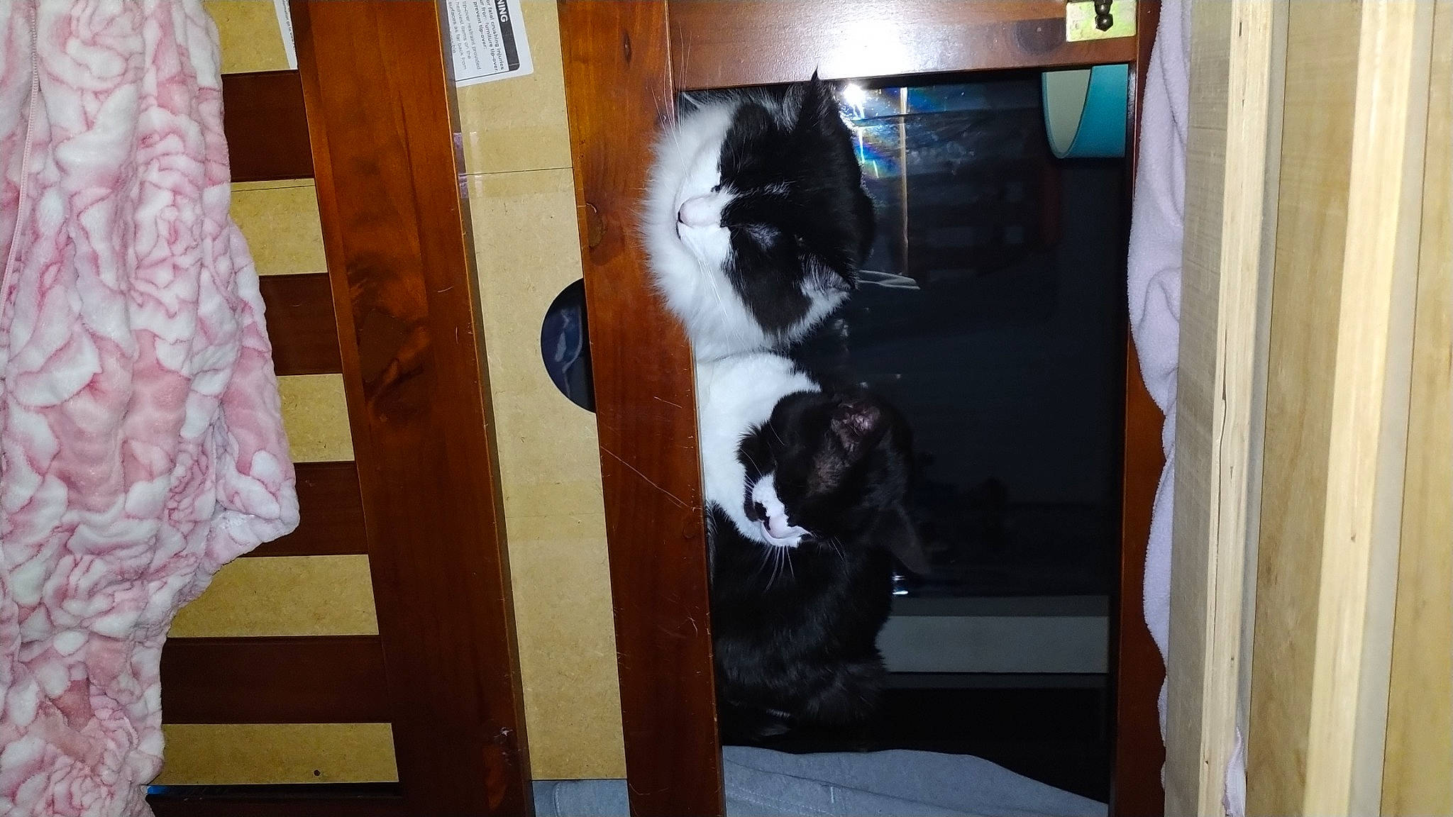 Duke joined the competition — help win amazing prizes! brown, canidae, carnivore, cat, cat_supply, comfort, companion_dog, dog_breed, domestic_short_haired_cat, felidae, floor, flooring, fur, hardwood, room, small_to_medium_sized_cats, sporting_group, tail, whiskers, wood