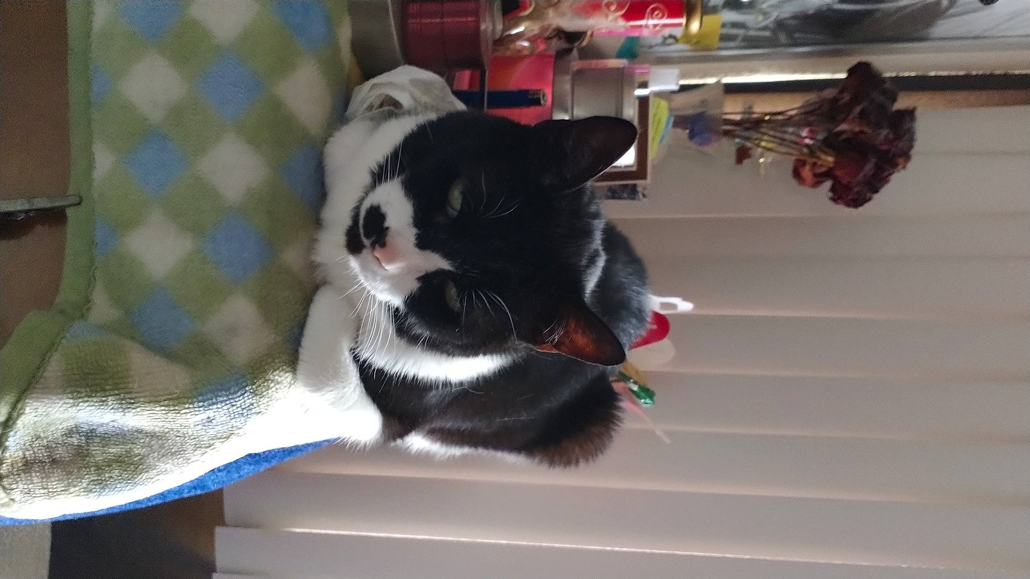 Duke joined the competition — help win amazing prizes! canidae, carmine, carnivore, collar, companion_dog, dog_breed, domestic_short_haired_cat, felidae, fur, non_sporting_group, paw, small_to_medium_sized_cats, sporting_group, tail, terrestrial_animal, whiskers