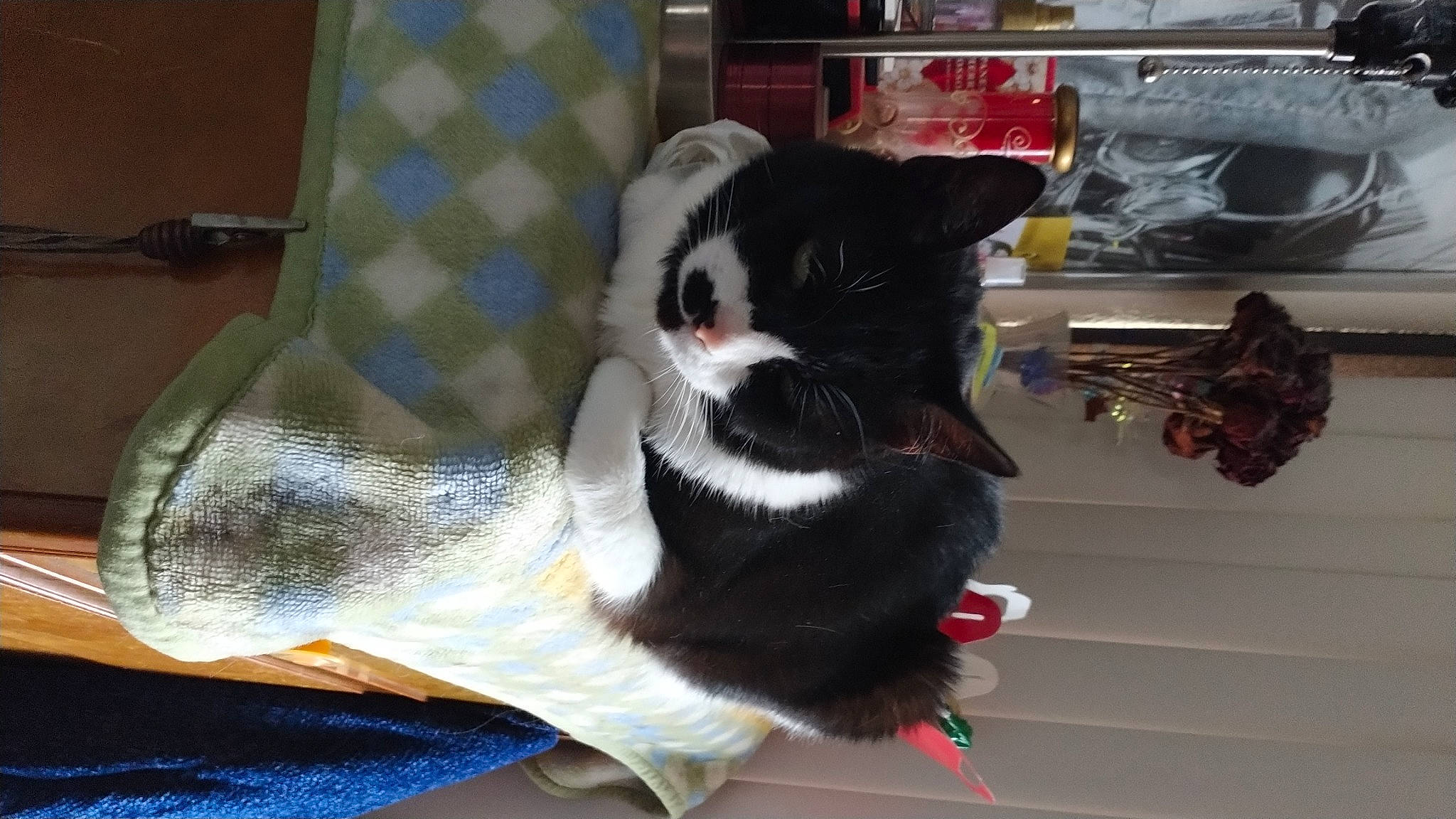 Duke joined the competition — help win amazing prizes! art, carmine, carnivore, cat, cat_supply, chair, claw, comfort, companion_dog, couch, domestic_short_haired_cat, felidae, fur, pattern, paw, room, small_to_medium_sized_cats, tail, whiskers