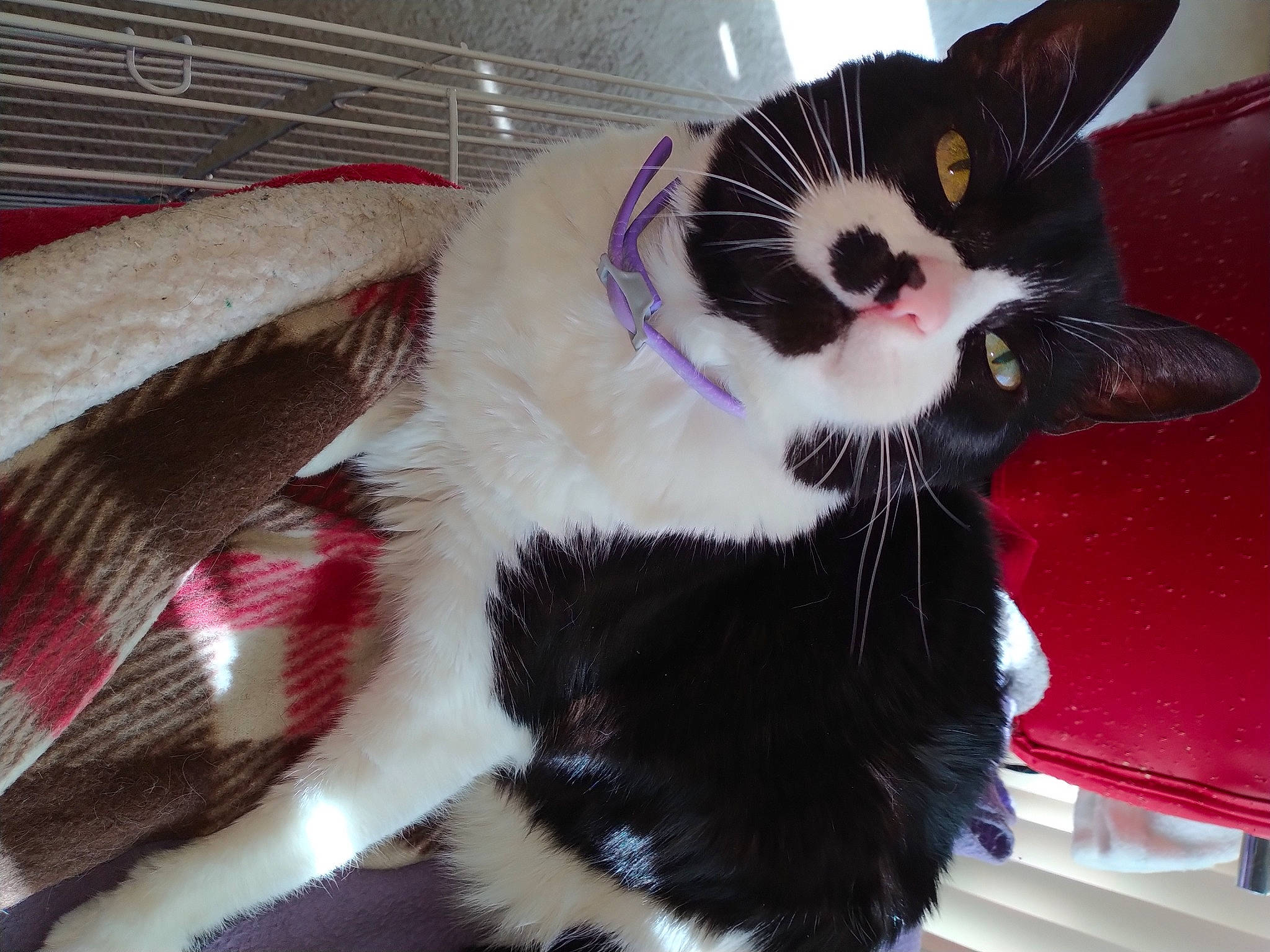 Duke is registered to the contest to win money with this photo: carnivore, cat, cat_furniture, cat_supply, claw, collar, domestic_short_haired_cat, felidae, fur, light, paw, pet_supply, small_to_medium_sized_cats, tail, whiskers