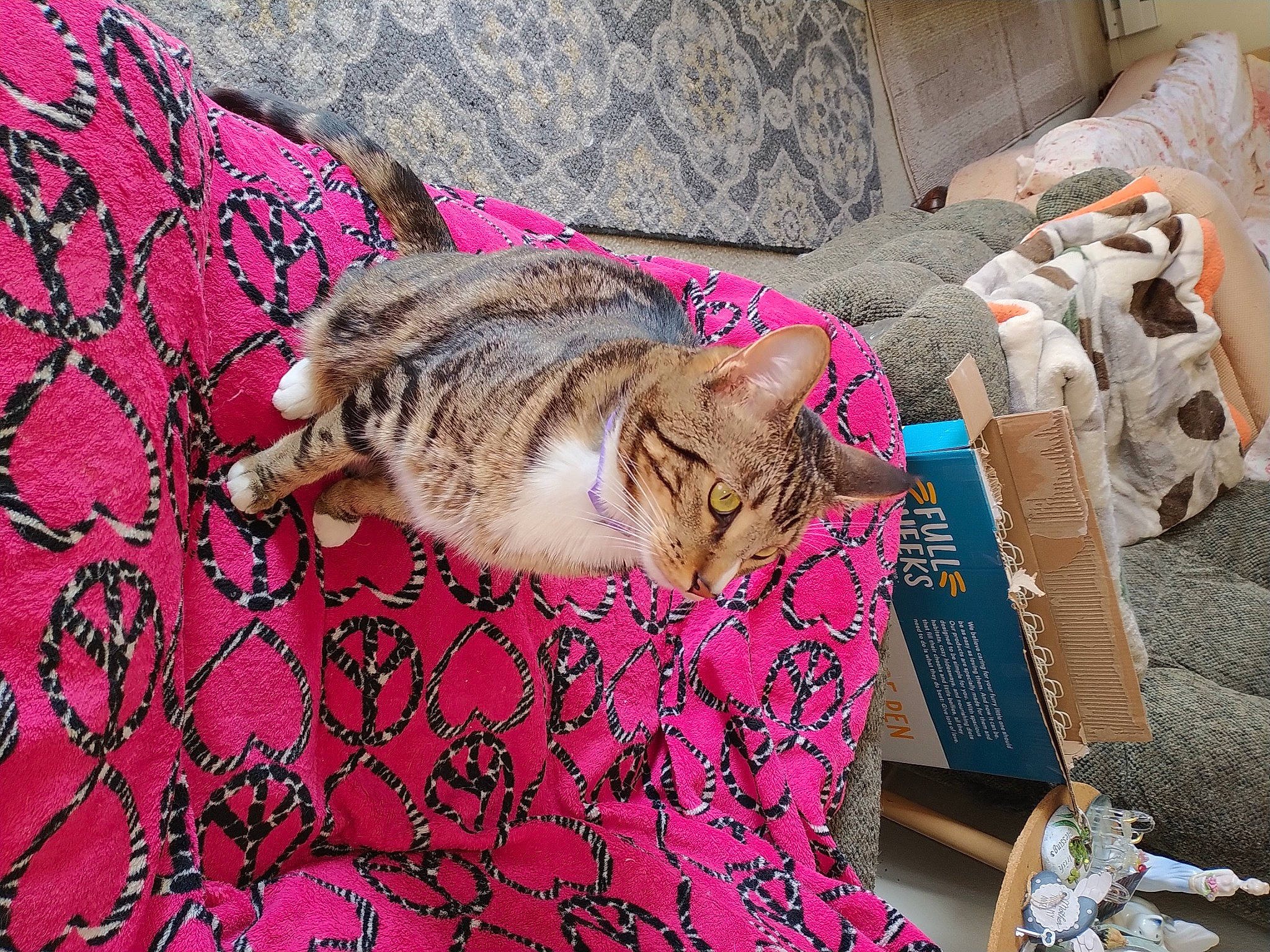 Tigger is registered to the contest to win money with this photo: canidae, carnivore, cat, comfort, domestic_short_haired_cat, fawn, felidae, fur, grey, linens, magenta, nap, pattern, pink, room, small_to_medium_sized_cats, tail, textile, whiskers, wood