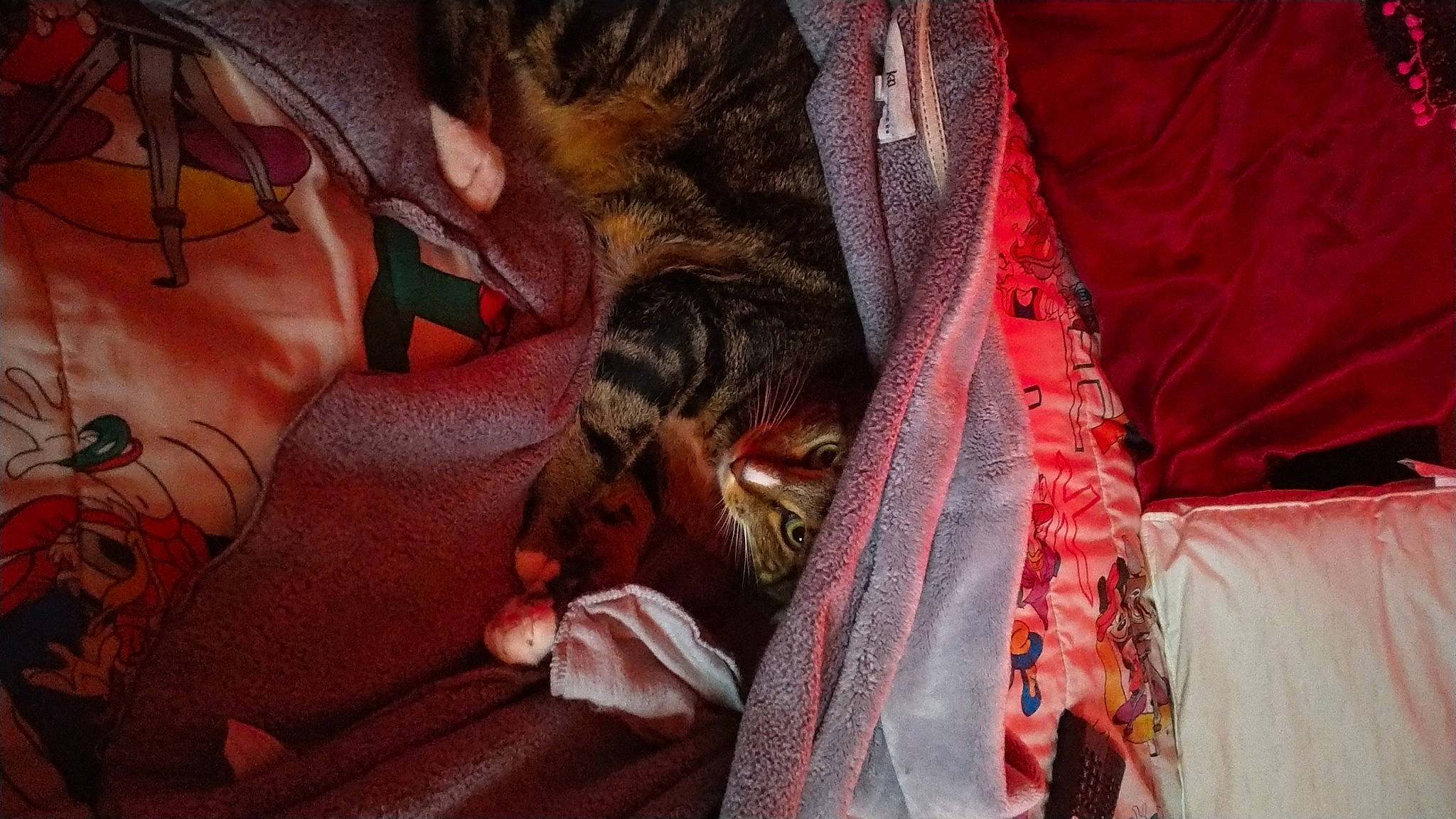 Tigger is registered to the contest to win money with this photo: bed, canidae, carnivore, comfort, dog_breed, event, fawn, felidae, flesh, fur, linens, pattern, peach, room, sari, small_to_medium_sized_cats, sporting_group, textile, tradition, whiskers