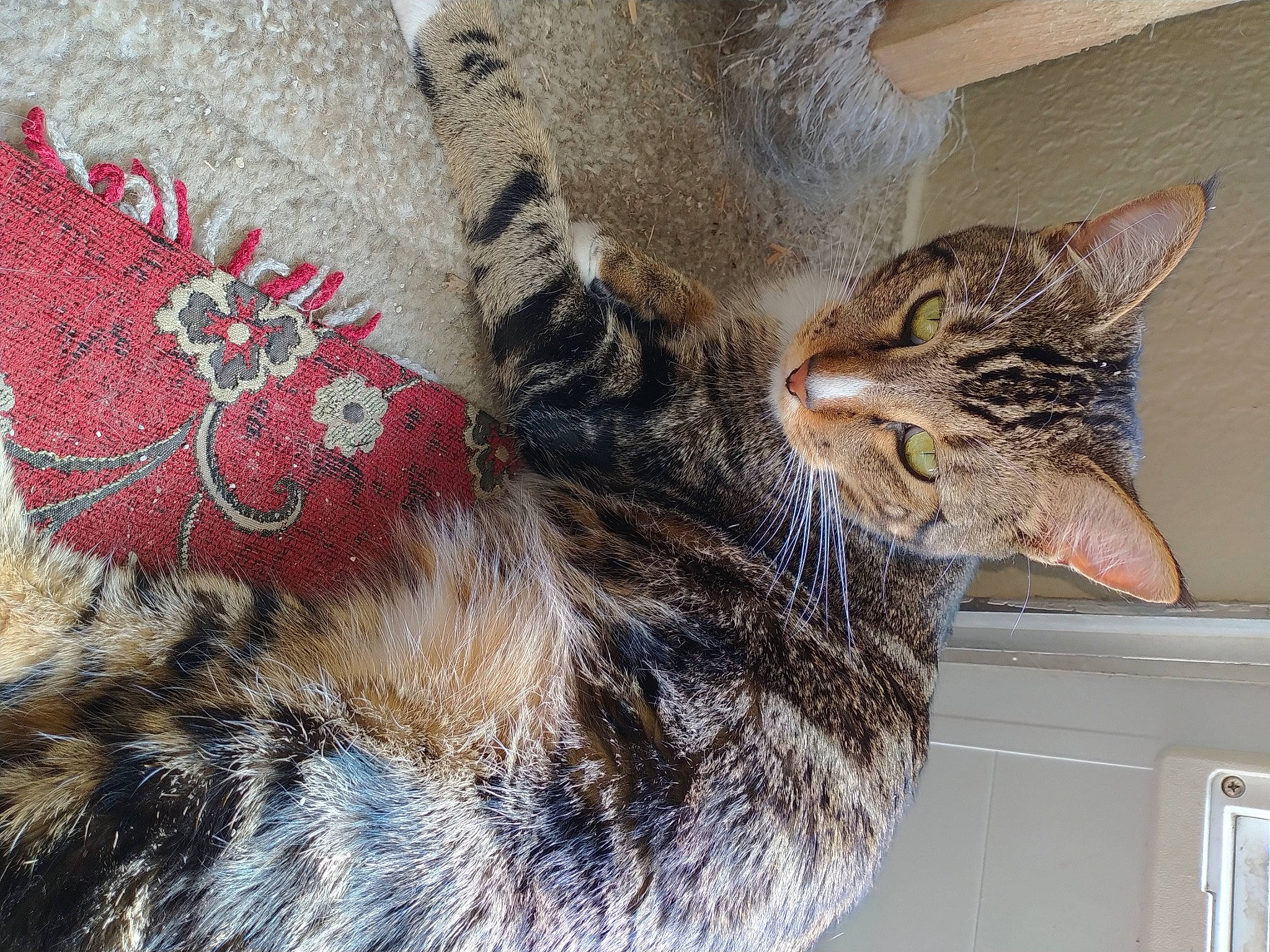Tigger joined the competition — help win amazing prizes! carnivore, cat, claw, domestic_short_haired_cat, door, fashion_accessory, felidae, fur, grey, mammal, pattern, paw, small_to_medium_sized_cats, snout, tail, thread, vertebrate, whiskers, window, woolen