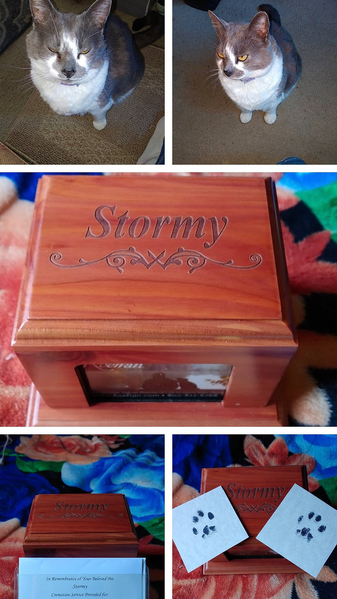 Stormy joined the competition — help win amazing prizes! box, brown, carnivore, carton, cat, domestic_short_haired_cat, electric_blue, felidae, font, fur, handwriting, packaging_and_labeling, packing_materials, paw, product, rectangle, shipping_box, small_to_medium_sized_cats, whiskers, wood