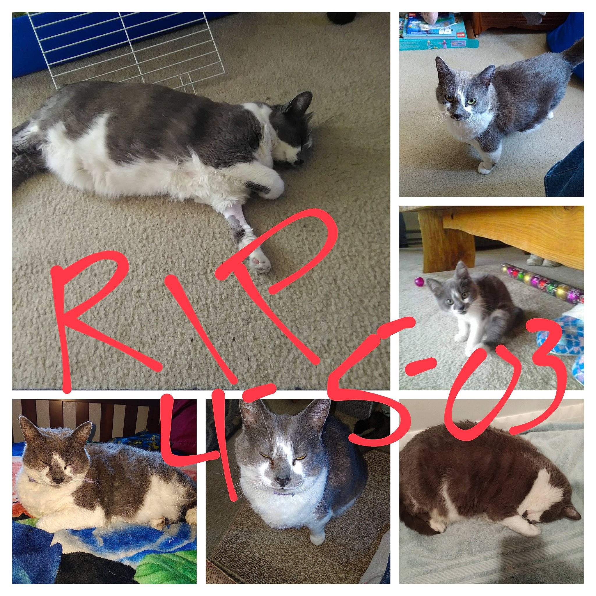 Stormy joined the competition — help win amazing prizes! art, automotive_tire, carnivore, cat, collage, felidae, font, fur, light, mammal, pet_supply, photo_caption, photograph, photography, small_to_medium_sized_cats, snapshot, tail, vertebrate, whiskers, white