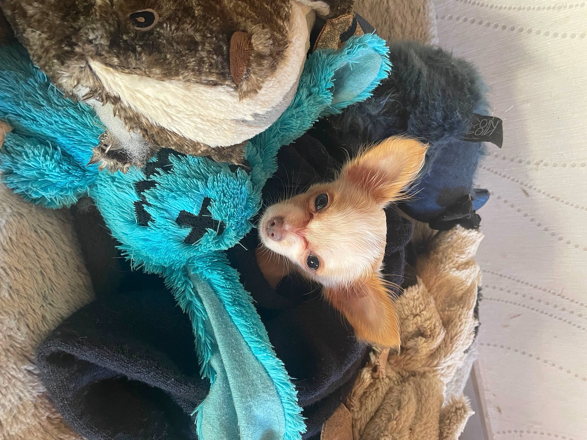 Gaby a rejoint le concours — aidez-le/la à gagner de superbes lots ! animal_product, claw, electric_blue, fashion_accessory, fawn, feather, fur, natural_material, plush, rodent, snout, stuffed_toy, tail, toy, whiskers, wool