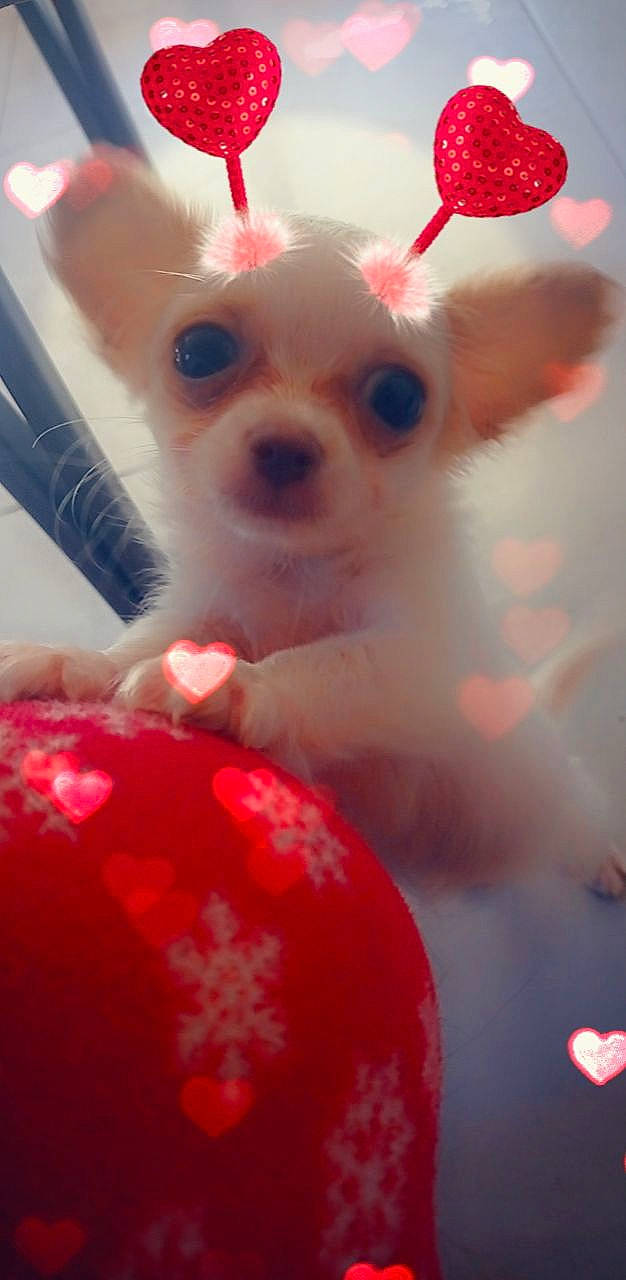 Gaby a rejoint le concours — aidez-le/la à gagner de superbes lots ! carmine, carnivore, chihuahua, close_up, companion_dog, corgi_chihuahua, dog, dog_breed, dog_supply, ear, fawn, fur, holiday, red, snout, terrestrial_animal, toy, toy_dog, whiskers, working_animal