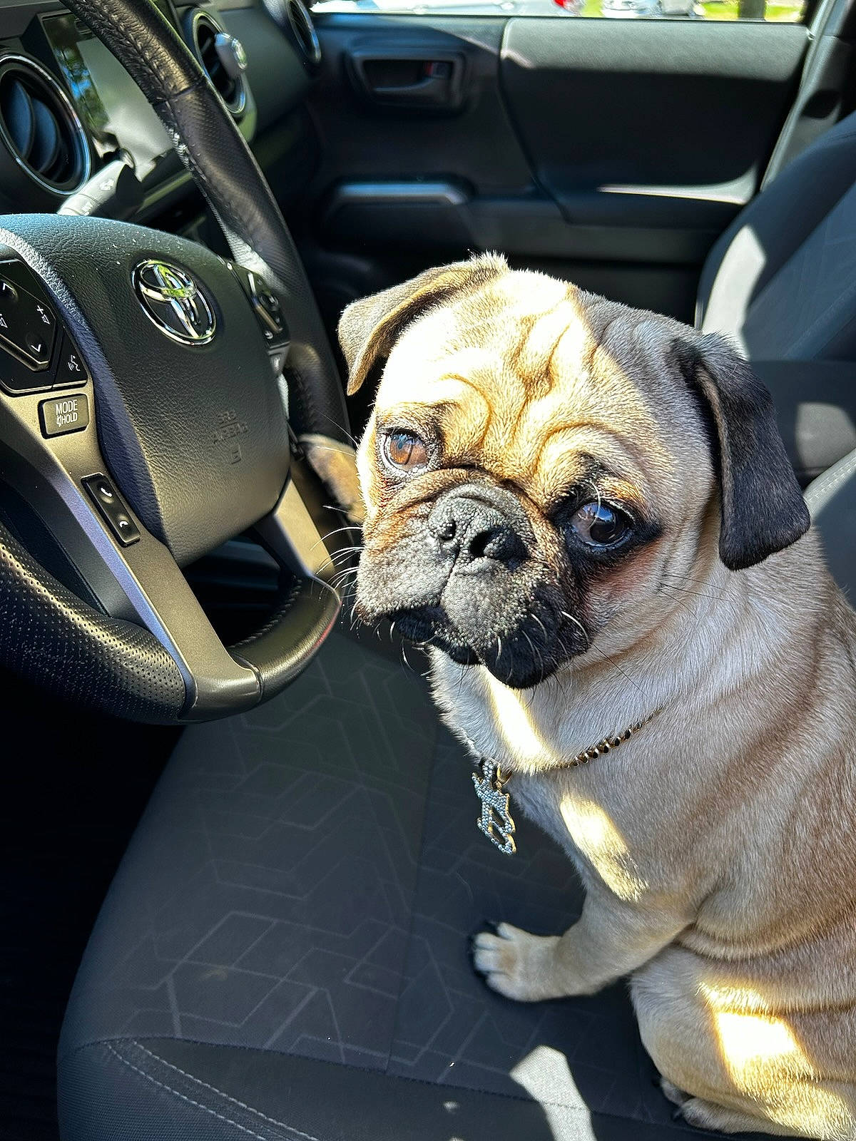 Bentley is registered to the contest to win money with this photo: auto_part, automotive_design, canidae, car_seat, car_seat_cover, carnivore, companion_dog, dog, dog_breed, family_car, fawn, luxury_vehicle, motor_vehicle, personal_luxury_car, pug, steering_wheel, toy_dog, vehicle, vehicle_door, wrinkle