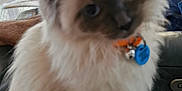 Elle joined the competition — help win amazing prizes! cat, fluffy, indoor, collar, pet, feline, sitting, blurry, leather, window, telescope, tag, fur, animal, home, domestic, cute, closeup, face, ears