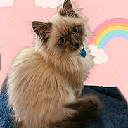 Elle is registered to the contest to win money with this photo: cat, fluffy, blue_eyes, sitting, blanket, pink_background, rainbow, stars, cute, pet, feline, indoor, portrait, soft_fur, collar, tag, whiskers, tail, ears, curious