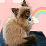 cat, fluffy, blue_eyes, sitting, blanket, pink_background, rainbow, stars, cute, pet, feline, indoor, portrait, soft_fur, collar, tag, whiskers, tail, ears, curious