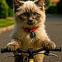 Elle is registered to the contest to win money with this photo: kitten, cat, blue_eyes, fluffy, bicycle, handlebars, outdoor, street, sunlight, greenery, collar, bell, pet, animal, close_up, playful, adventure, cute, young, fur