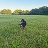 Claire joined the competition — help win amazing prizes! puppy, dog, grass, field, greenery, trees, sky, outdoor, collar, nature, sunlight, pet, animal, cute, young, walking, landscape, summer, playful, back_view
