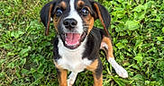Claire joined the competition — help win amazing prizes! puppy, dog, grass, outdoor, greenery, happy, cute, pet, animal, nature, canine, young, smiling, fur, ears, sitting, playful, friendly, adorable, eyes