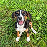 puppy, dog, grass, outdoor, greenery, happy, cute, pet, animal, nature, canine, young, smiling, fur, ears, sitting, playful, friendly, adorable, eyes